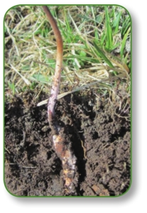 pagenumber_ebook=272,pagenumber_book=259