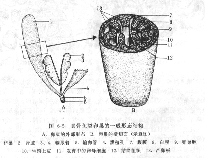 真骨鱼类卵巢的一般形态结构.jpg