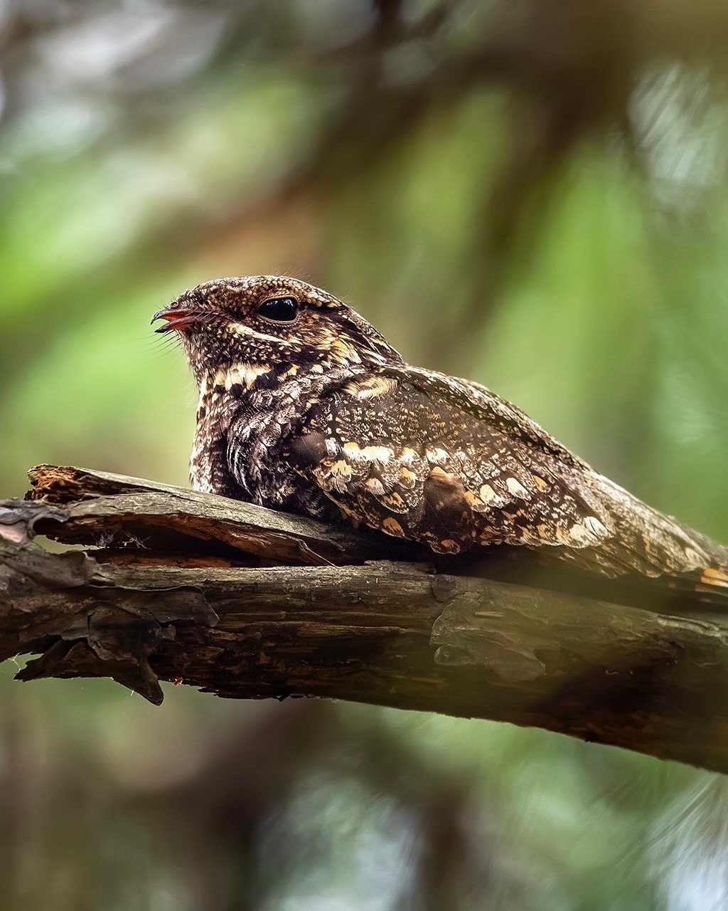 007dll2Jly4h6owdlvo8yj30sg0zk0yz