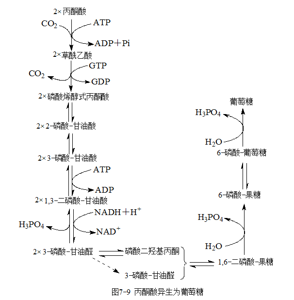 糖异生的关键酶有那些?