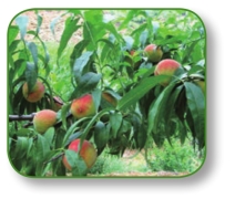 pagenumber_ebook=184,pagenumber_book=171