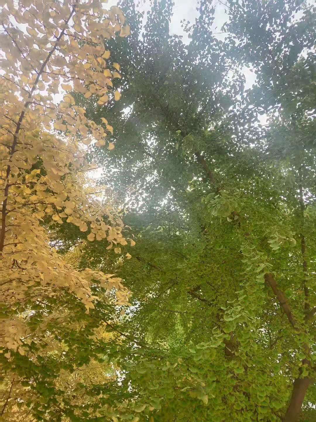 微信图片_20201214172618