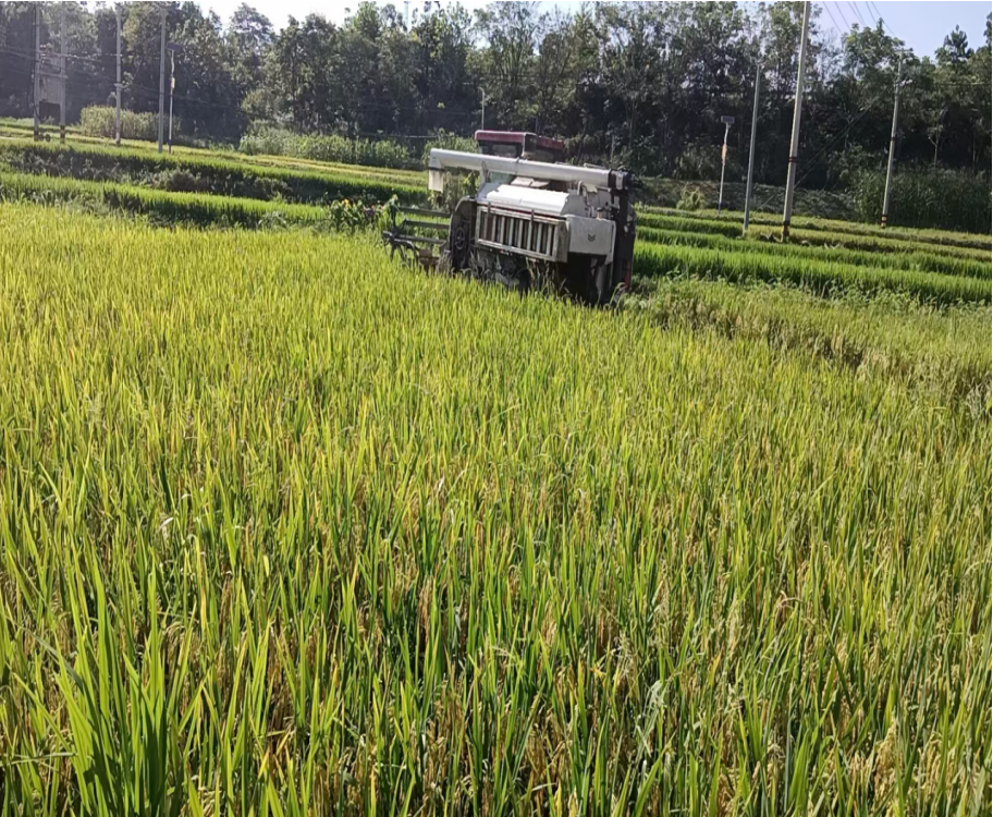 1732174315843 1732174315843.png