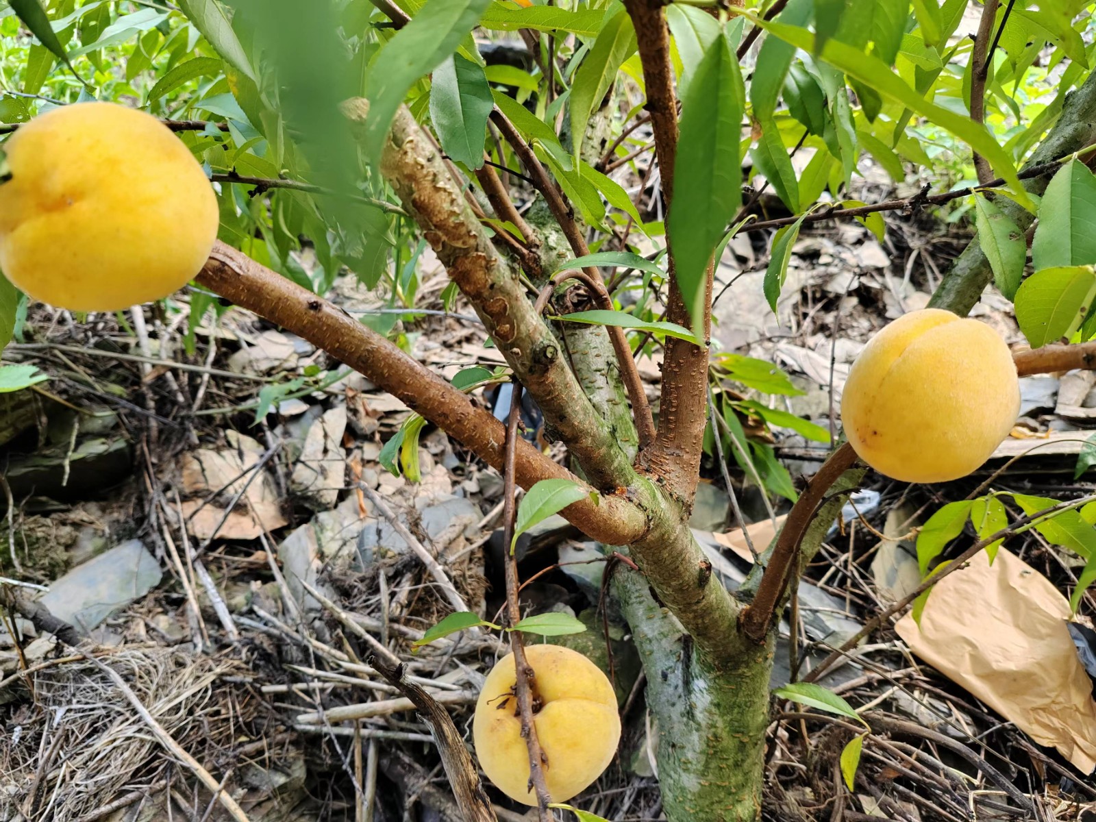 image20 image20.jpeg