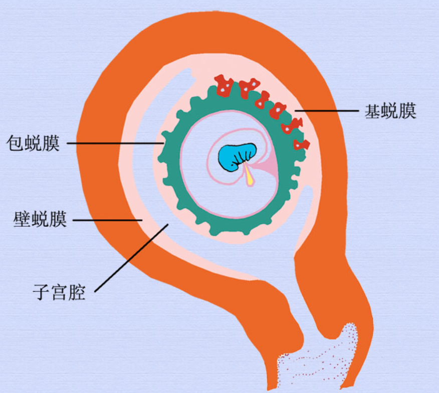 胚泡植入后与子宫内膜关系示意图.png