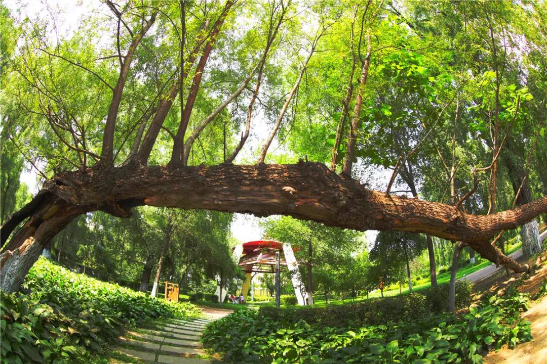 微信图片_20200727091011