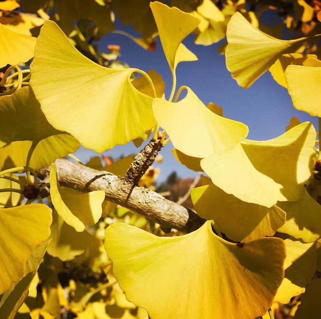 039511dfc297ec94b11b5f44100ec68