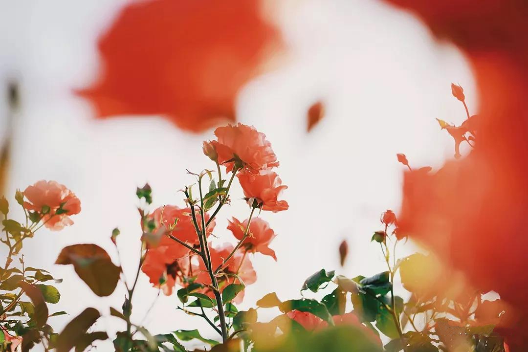 微信图片_20180918181654 微信图片_20180918181654.jpg