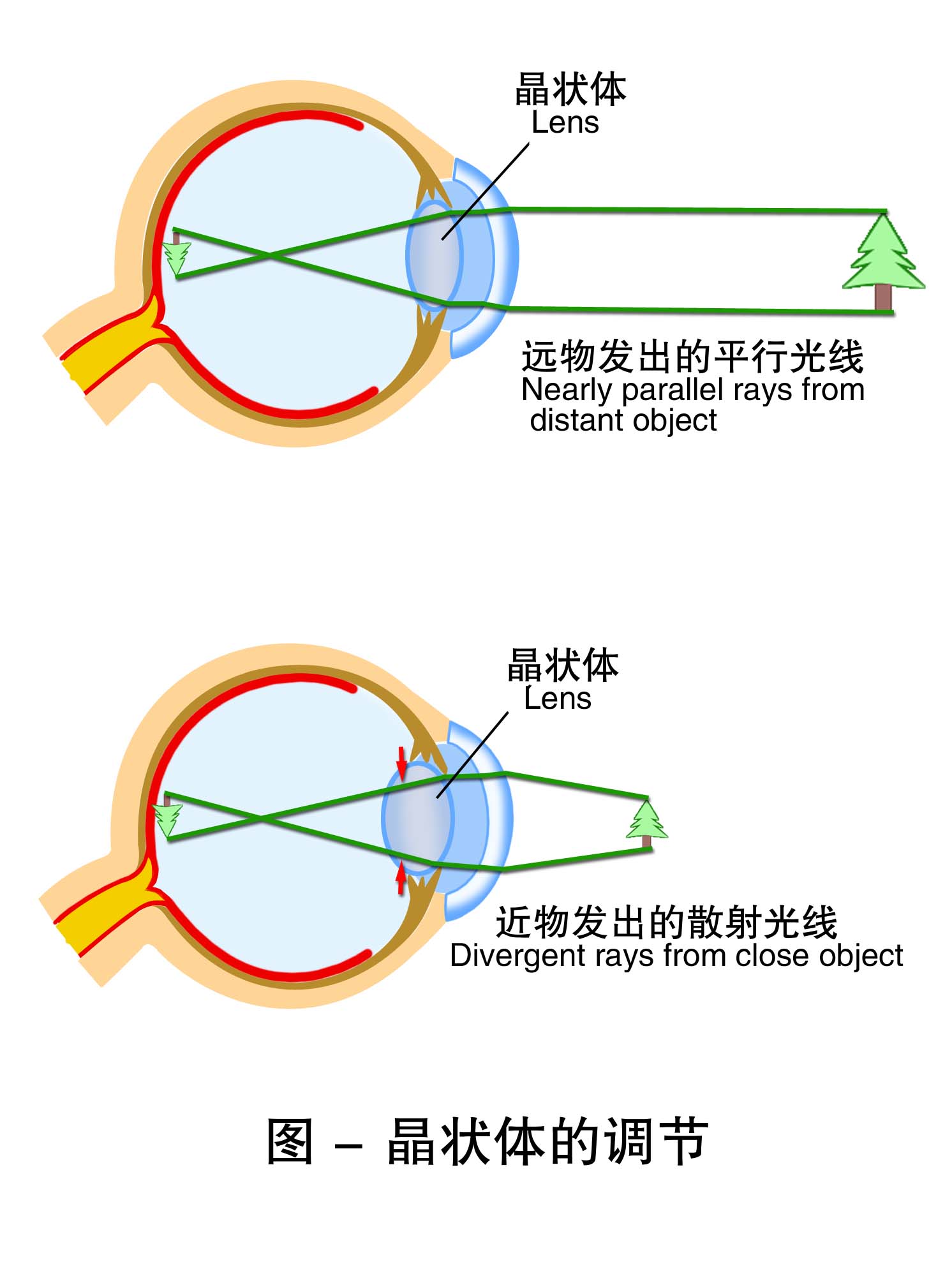 2-晶状体的调节 .jpg