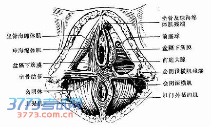 会阴.jpg