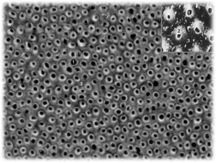 3.2-4 细胞间质.jpg