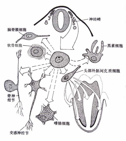 1-2神经嵴的分化.jpg