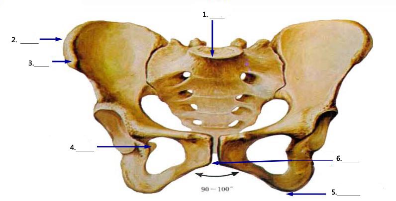 请填出图片上标号的骨盆的骨性标志.