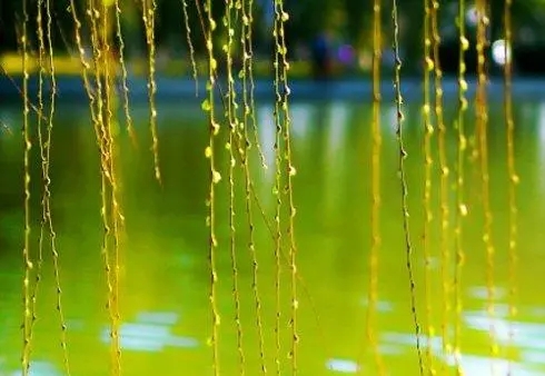 u=18803245,1100681484&fm=253&fmt=auto&app=138&f=JPEG.webp u=18803245,1100681484&fm=253&fmt=auto&app=138&f=JPEG.webp.jpg