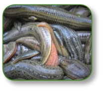 pagenumber_ebook=196,pagenumber_book=183