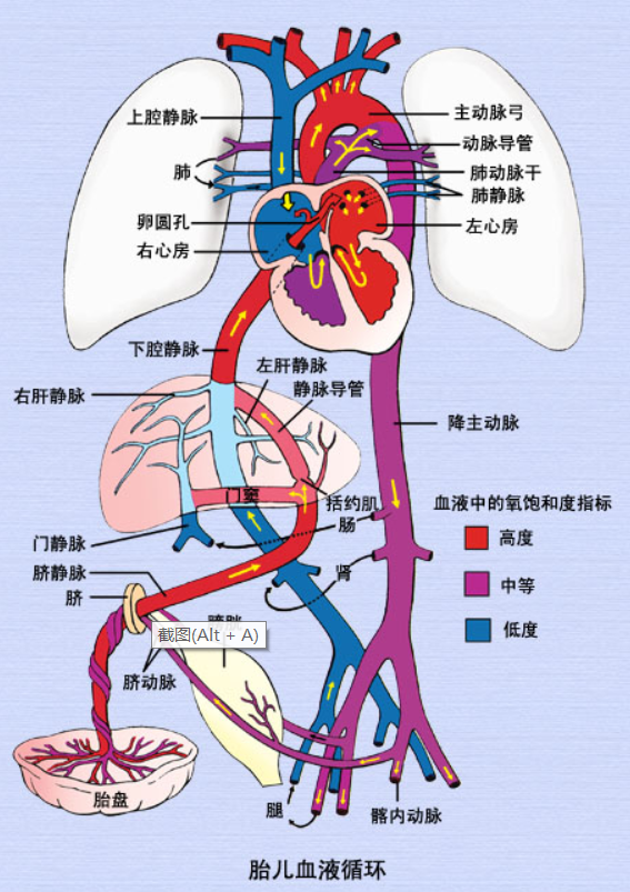 胎儿的血液循环模式图.png