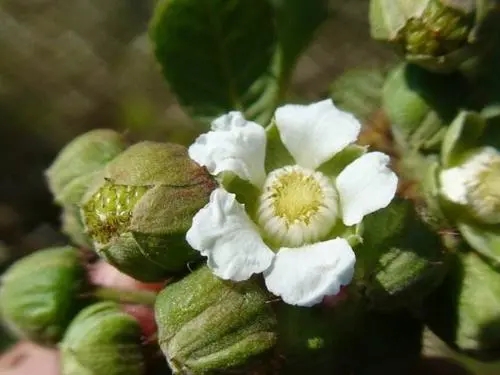 u=2839585932,1299670554&fm=253&fmt=auto&app=120&f=JPEG.webp u=2839585932,1299670554&fm=253&fmt=auto&app=120&f=JPEG.webp.jpg