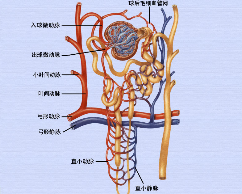 肾的血循.png