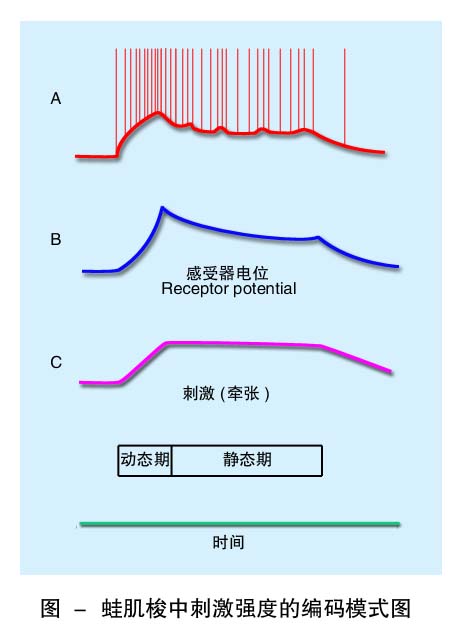 26-蛙肌梭中刺激强度的编码模式图.jpg