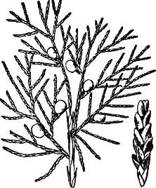 北美圆柏Juniperus Virginiana
