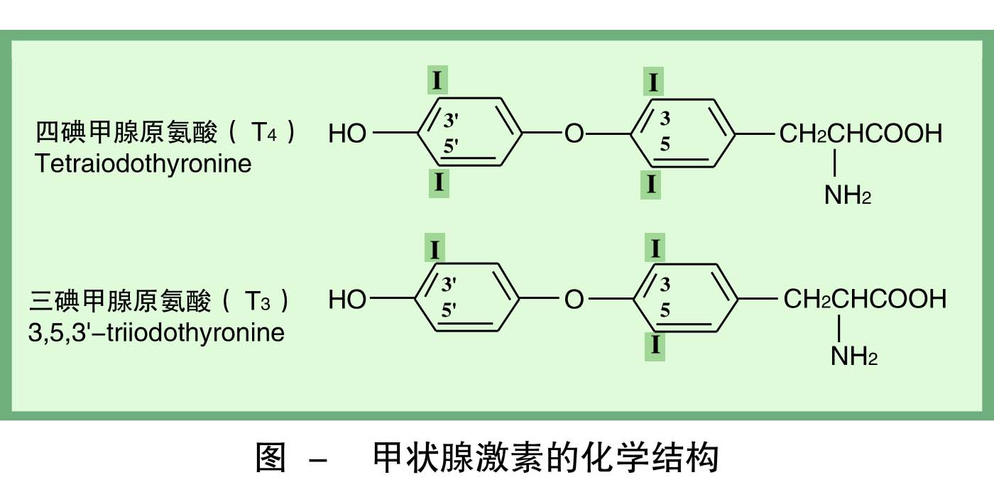 6-甲状腺激素的化学结构 .jpg