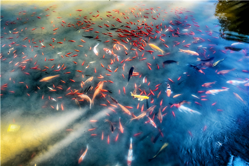 aa02--DSC_4620--长寿清水池中的金魚戏水。 aa02--DSC_4620--长寿清水池中的金魚戏水。.jpg