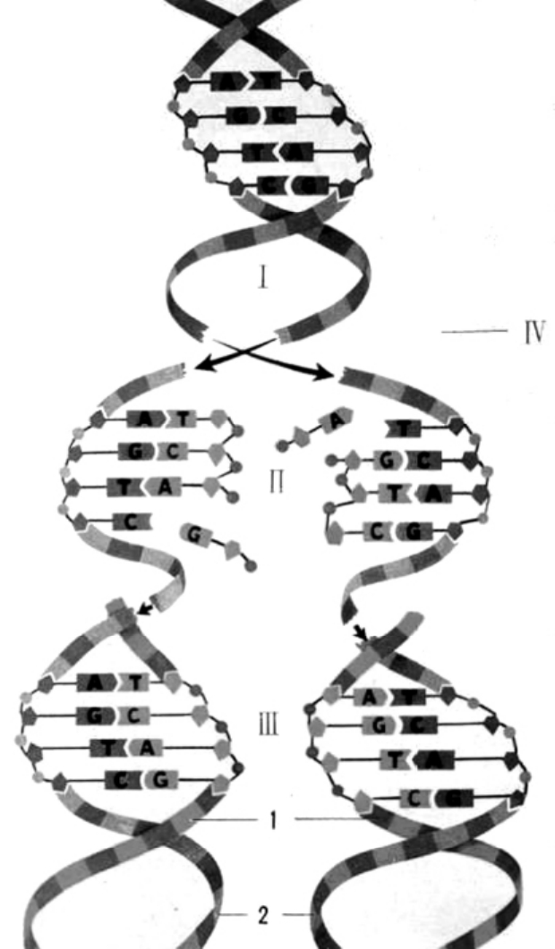 img24