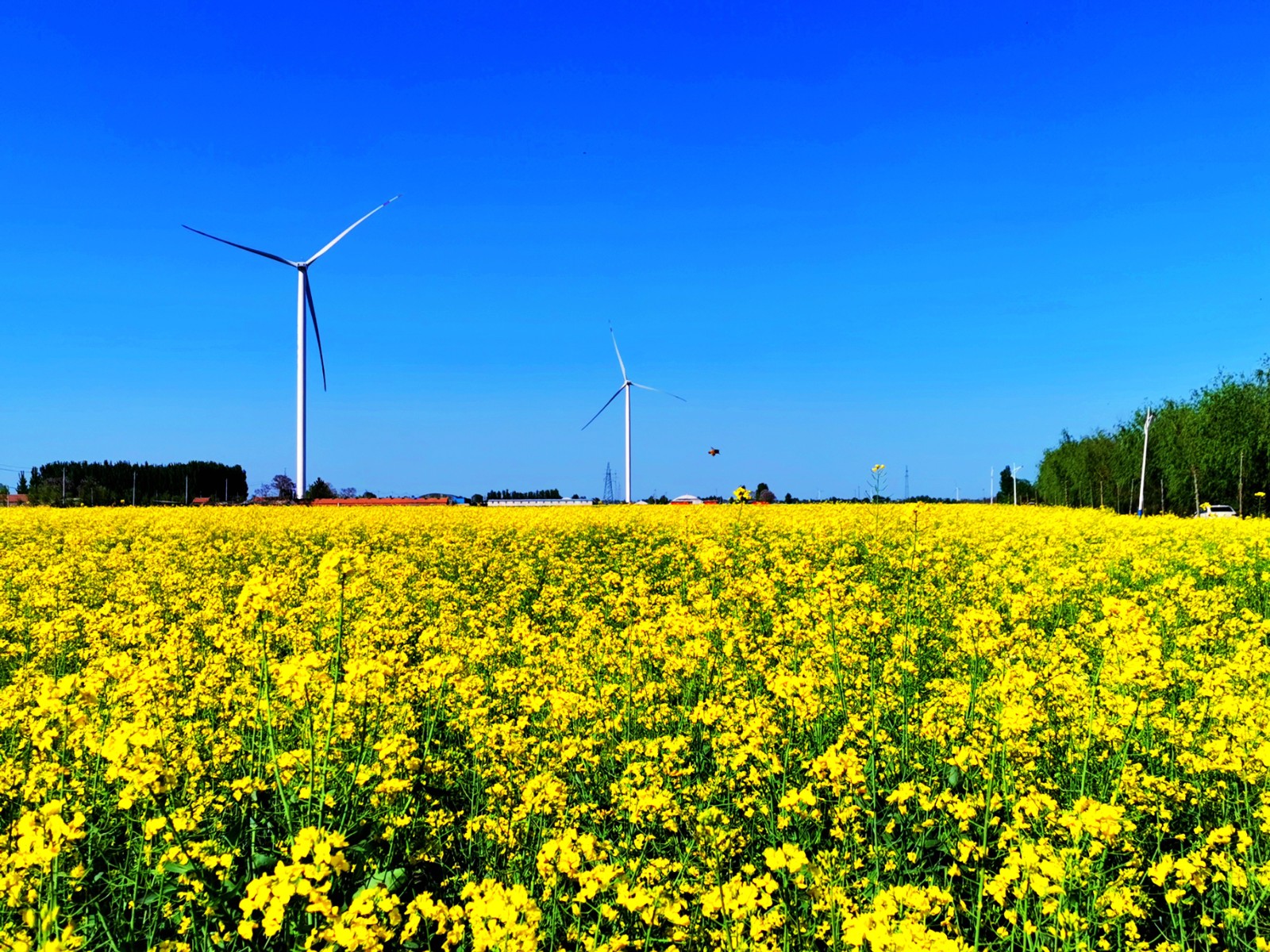 希望的田野 蒋晓玲 13939332517