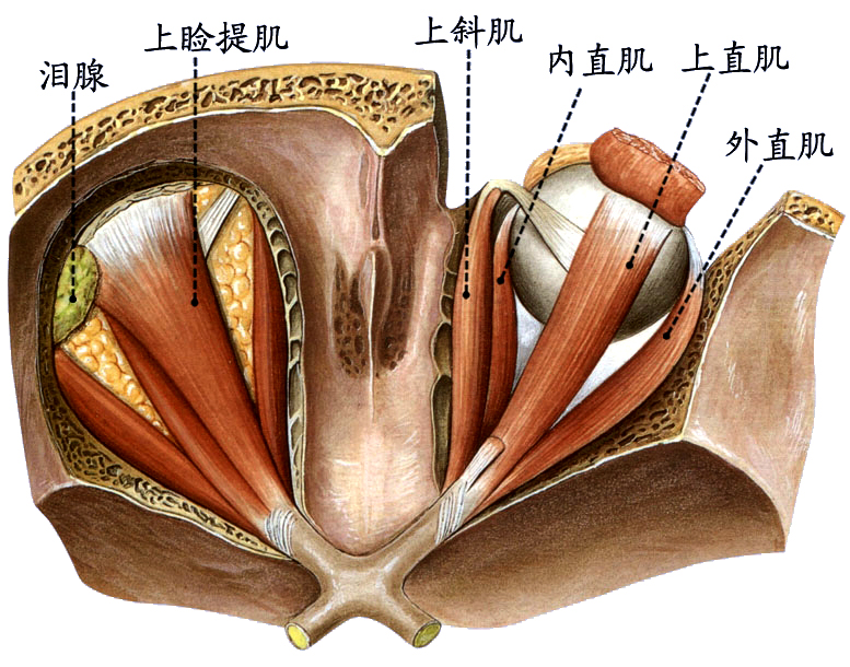 眼外肌1.jpg