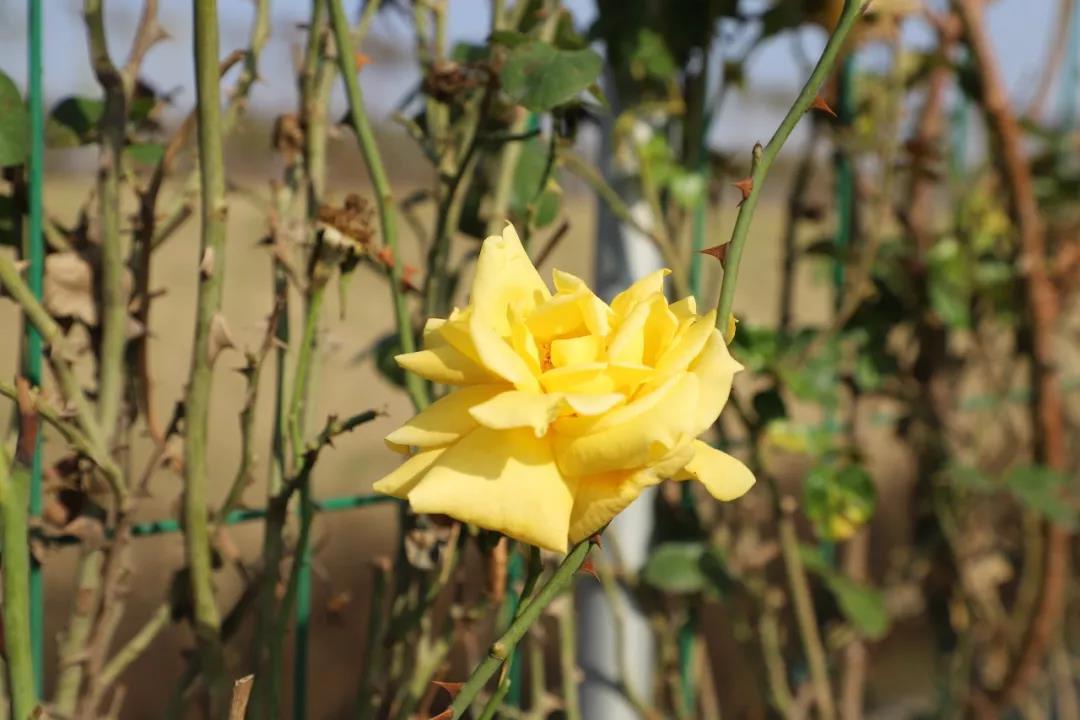 微信图片_20200713201443 微信图片_20200713201443.jpg