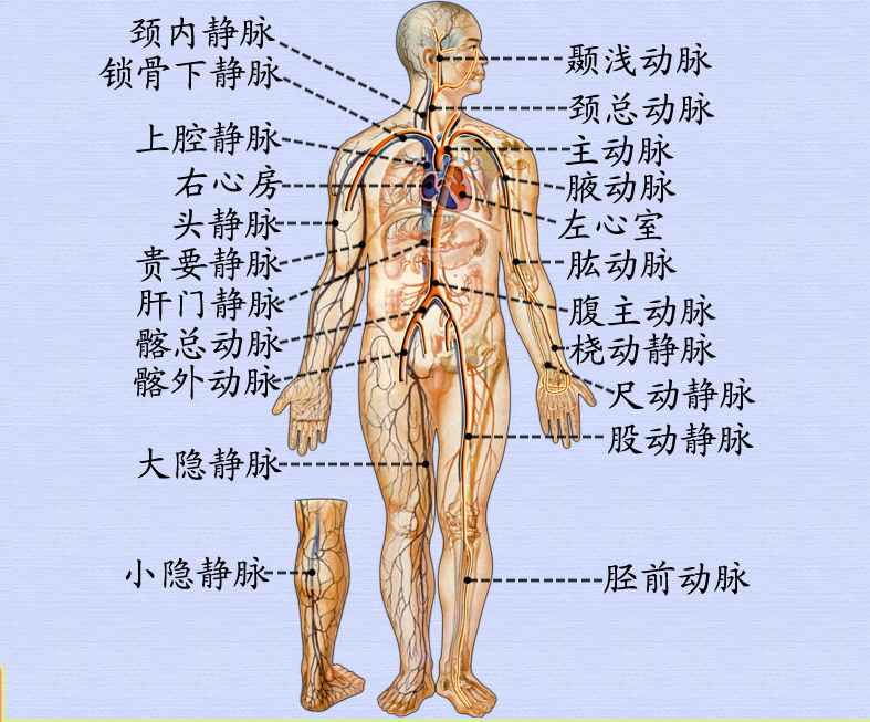心血管系统.png