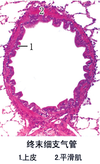 终末细支气管.jpg