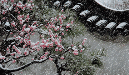 2.gif