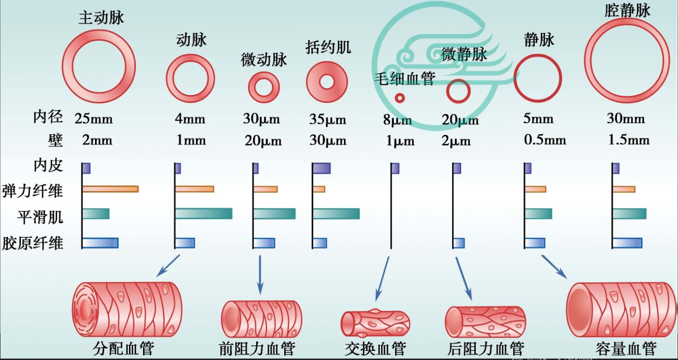 各类血管基本组织比例及功能示意图.JPG