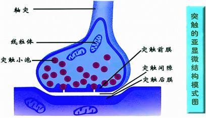 突触.jpg