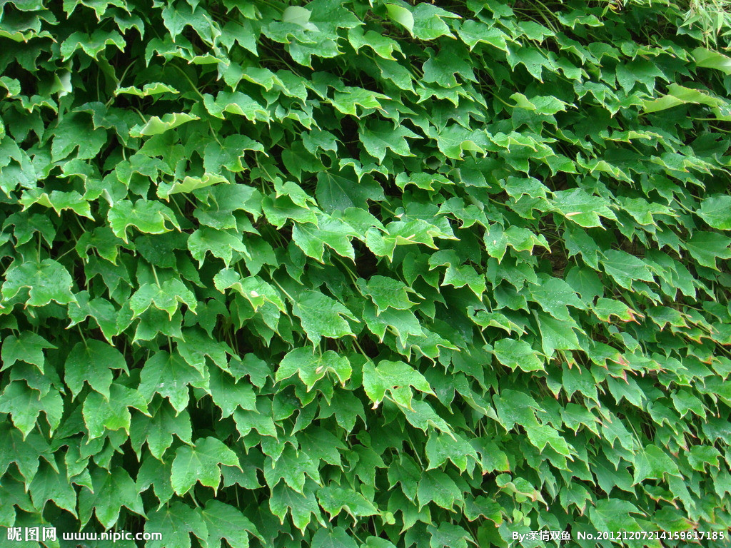 爬山虎1.jpg