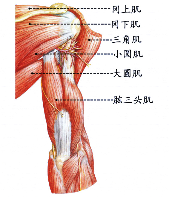肱三头肌.jpg