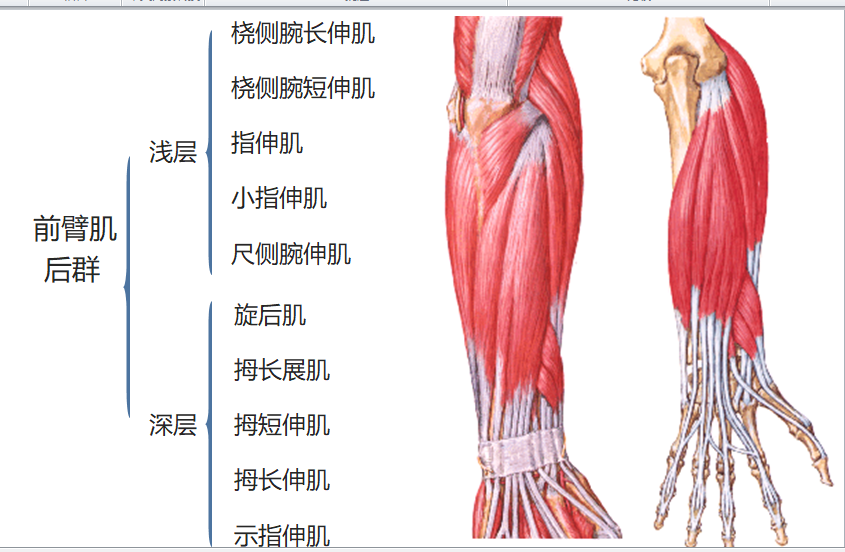8.19 前臂肌后群1.png