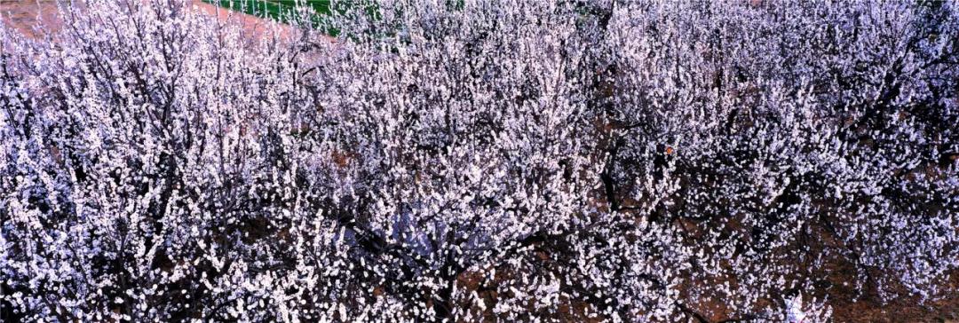 微信图片_20210318082736