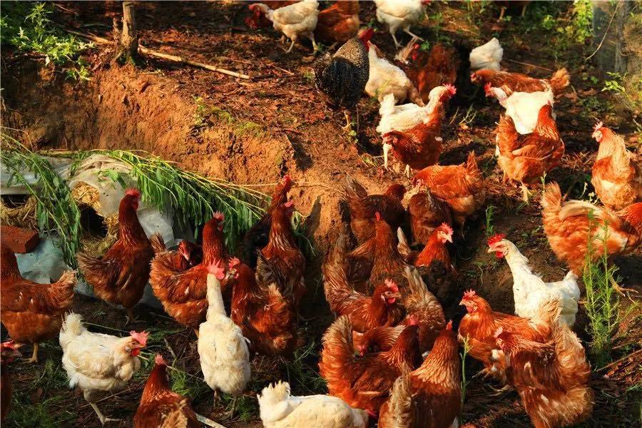 微信图片_20200419092542