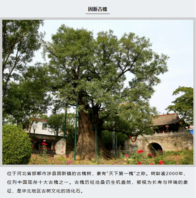 image.png?v=1766278387980