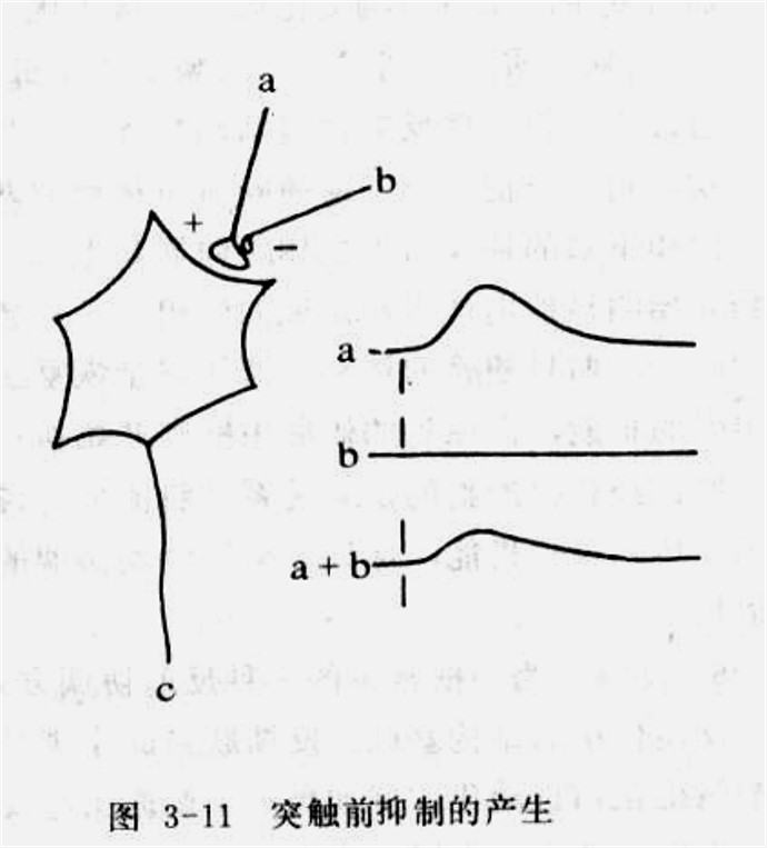 突触前抑制的产生.jpg