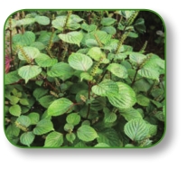 pagenumber_ebook=217,pagenumber_book=204