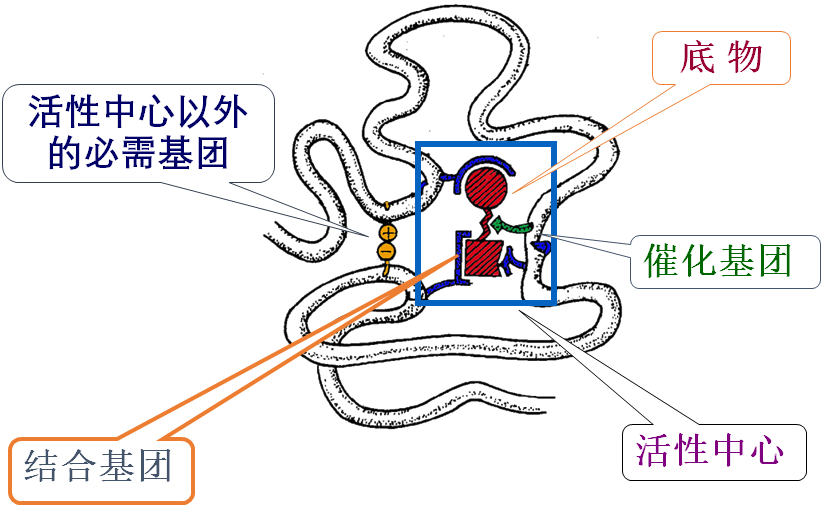 二,酶的活性中心是酶分子中执行其催化功能的部位 酶的活性中心