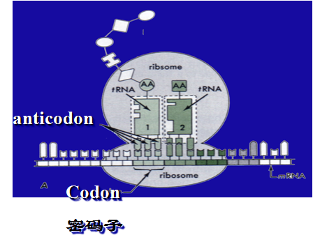 ② trna结合部位:有2个,p位与a位