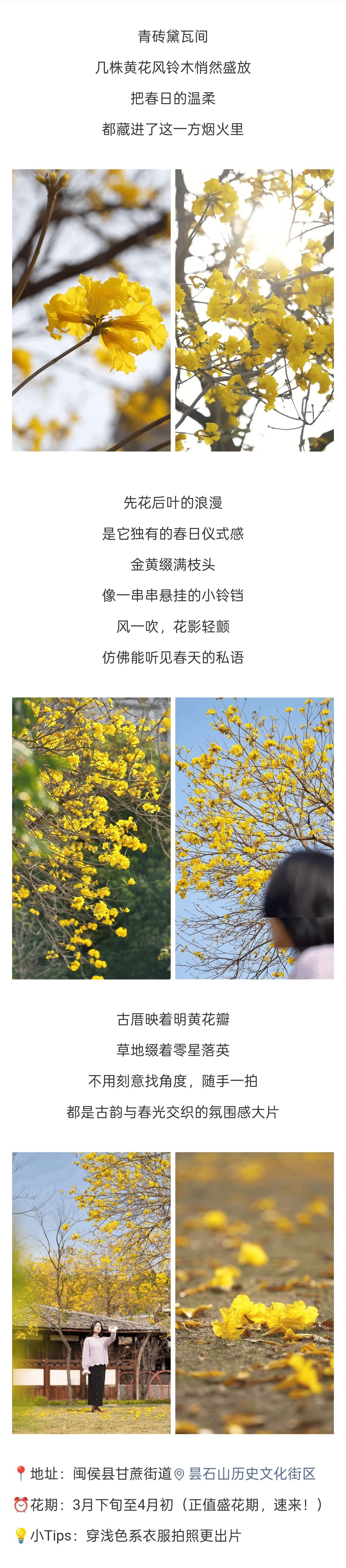 20260325【资讯】满树黄金！闽侯人的春日“流量密码”已就位！2jpg