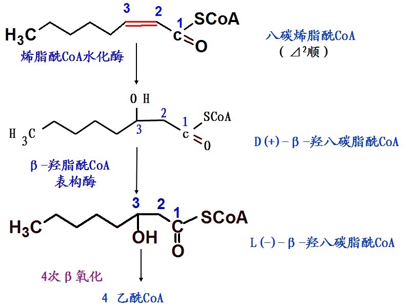 2.奇数碳脂肪酸的氧化