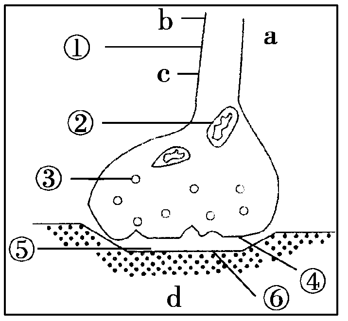 如图是突触的亚显微结构示意图, ,d分别表示两个神经元的局部.