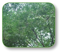 pagenumber_ebook=142,pagenumber_book=129