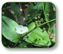 pagenumber_ebook=114,pagenumber_book=101